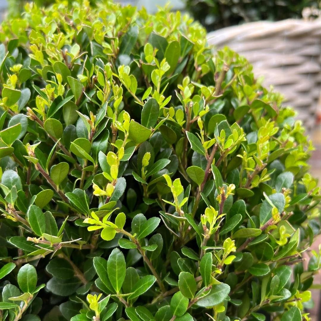 Plants by Frank El | verdadera planta de acebo en forma esférica | 2x bulbo Ilex crenata 'Jenny' en maceta de madera | juego de 2 piezas | 20 cm Ø de diámetro | sustituto de boj | Ilex | plantas de