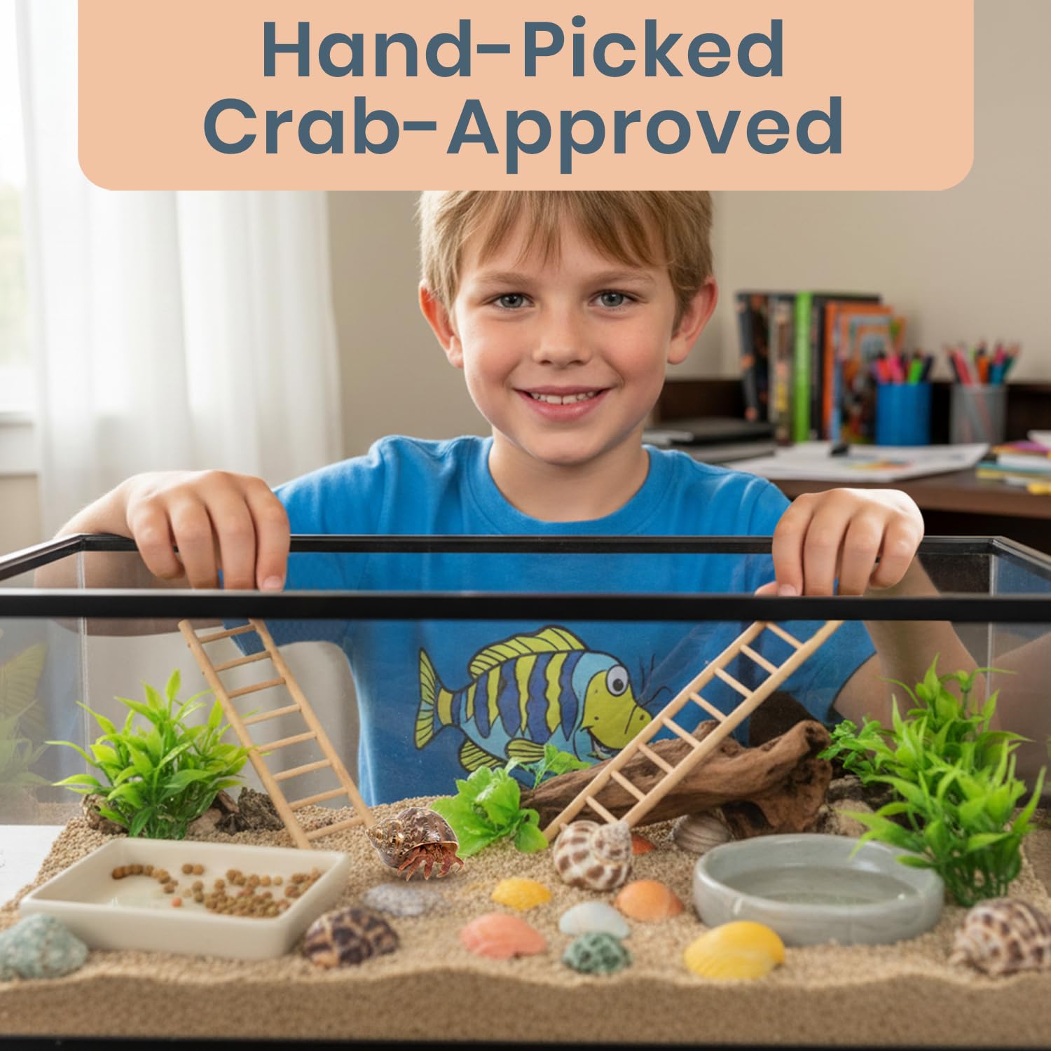Hermit Crab Shells - Turbo Shells for Decor & Crafts -2