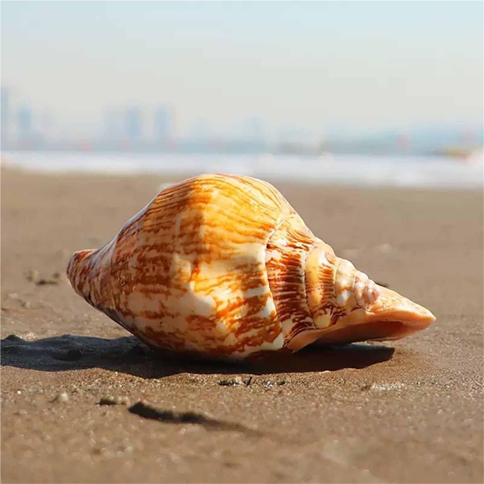 Muscheln, Strandmuscheln, natürliche Muschelschale, große, Heimdekoration, 12–16 cm(15~16cm)