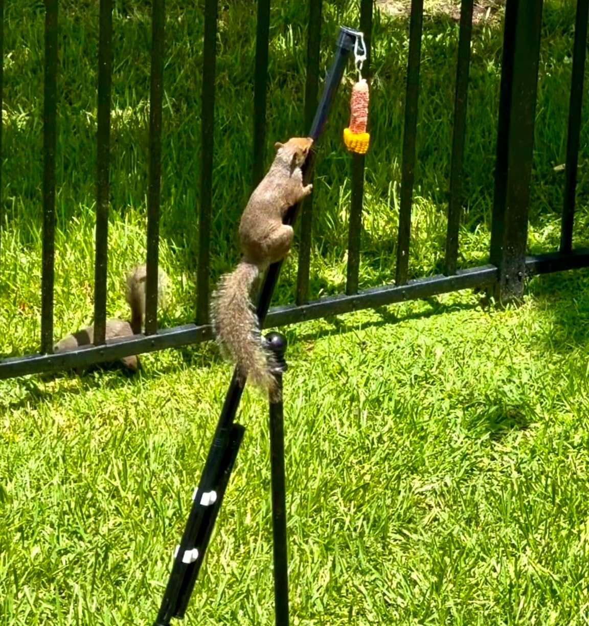6FT Spinning Squirrel Feeder with Corn Cob Holder, Squirrel Spinner for Outside, Patent Pending Dad Gift