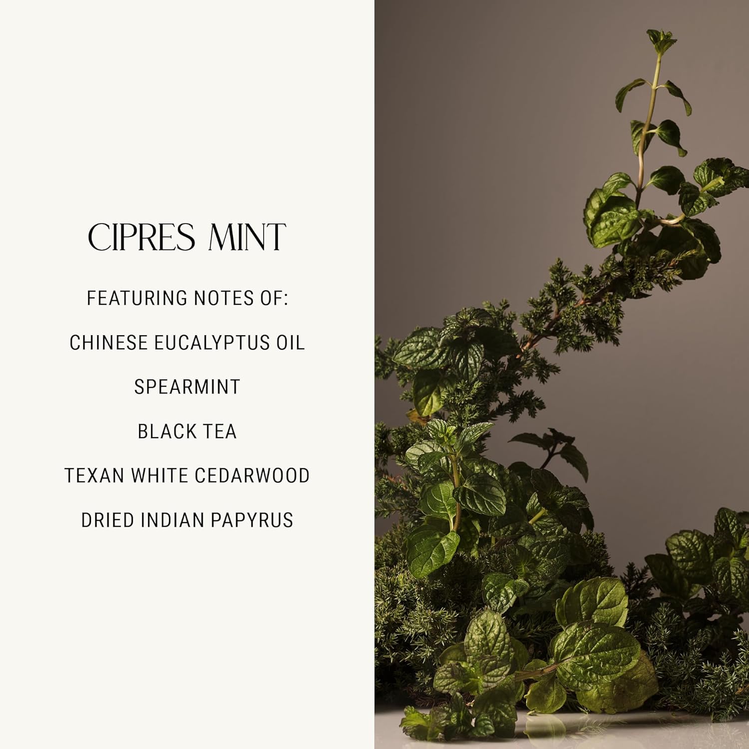 Homecourt Cipres Mint Dish Soap, Dishwashing Liquid with Clean Ingredients, Non-Toxic Dish Soap Liquid, Safe for People and Pets - 16 oz, 2.0