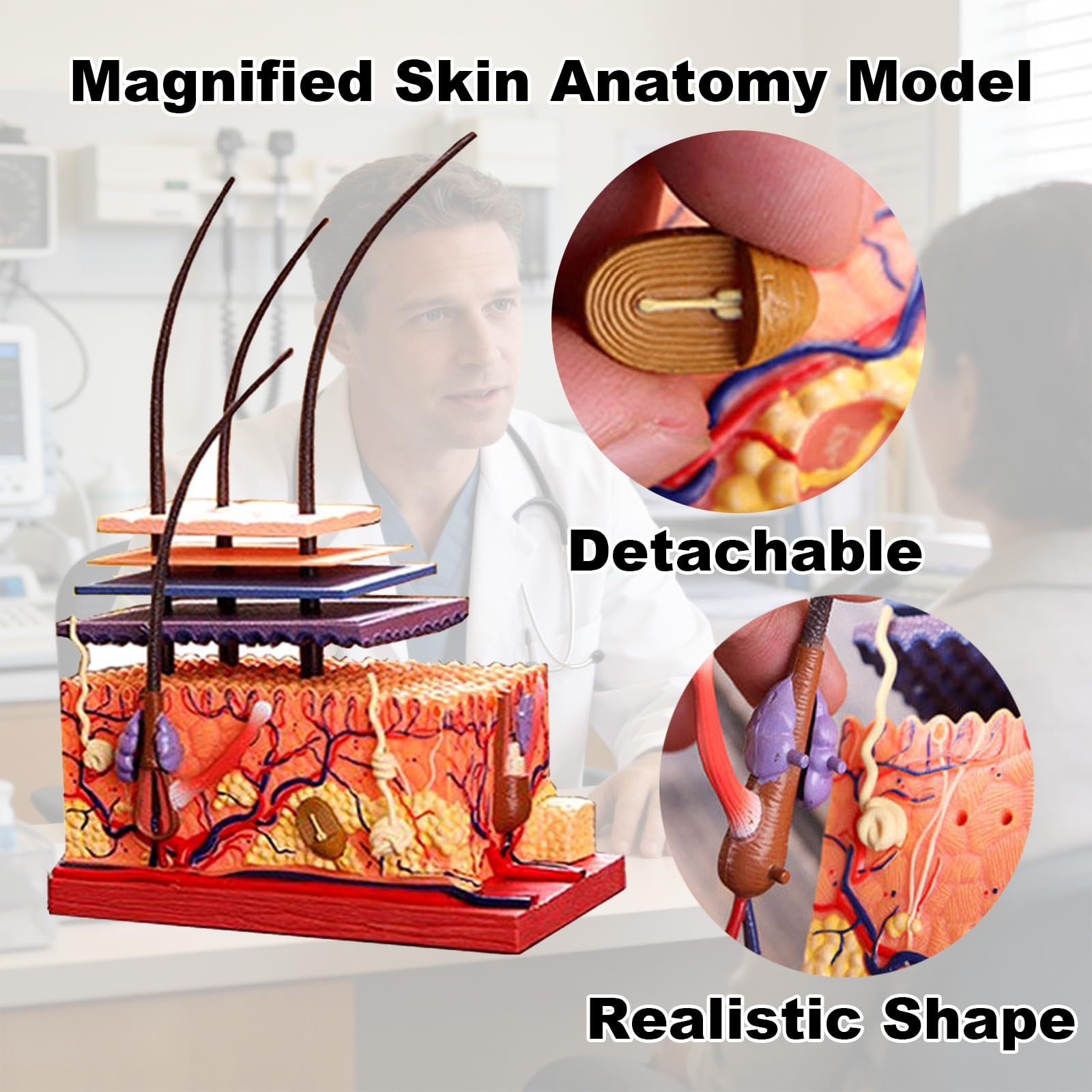 Modello di Anatomia della Pelle Umana e degli Organi Piliferi Rimovibile, Modello Anatomico della Pelle in 19 Parti, Materiale in PVC, Strumenti Didattici Scienza per Studenti e Insegnanti