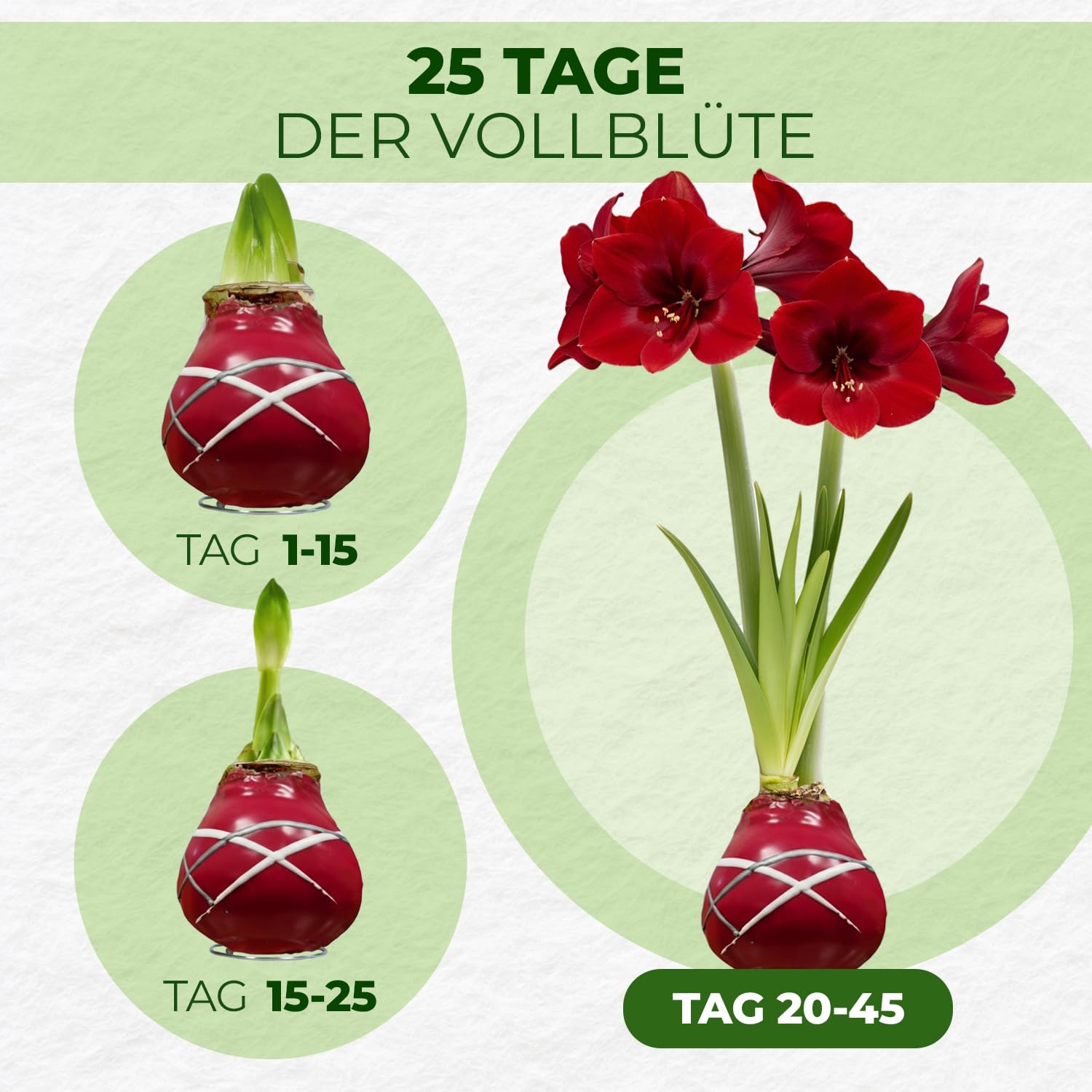 Amaryllis in Wachs Striped Red - 2 Wachsamaryllis Blumenzwiebeln