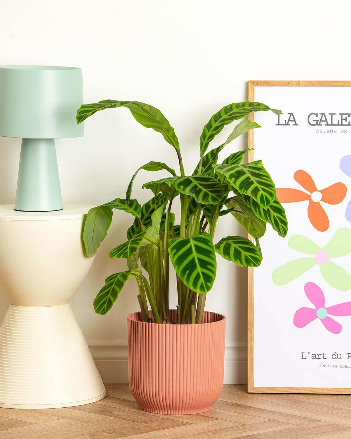 Prickle Plants Zebrina Prayer Plant - Decorative Indoor Plant with Patterned Foliage, Compact Easy Care Variety Ideal for Desk or Shelf Display (40-50cm incl. 14cm Pot)