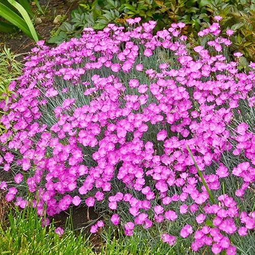 Miniatura 5 de QAUZUY GARDEN 100 Semillas Pink Dianthus Cheddar Pinks Carnation Sweet William Seeds Perenne Flower Heirloom Cubierta de suelo fácil de cultivar