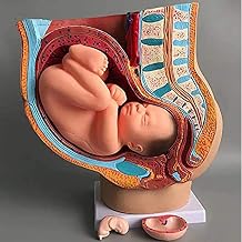 Pregnancy Anatomical Models, Medical Anatomical Pregnant Human Female Pelvis with Pregnancy 9 Months Baby Model Removable Organs, 4-Parts, Hand Painted