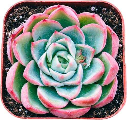 Miniatura 3 de Suculentas plantas vivas de 2 pulgadas, minisuculentas, plantas de interior, fácil cuidado enraizadas en mezcla de tierra para suculentas, por The