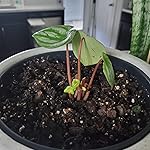 Review Image by GLT GLT