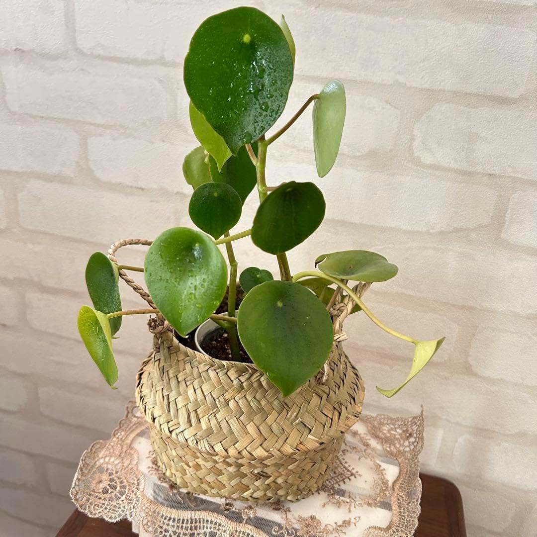 モンステラ84 斑入 イエローマリリン デリシオーサ 葉付き発根済み