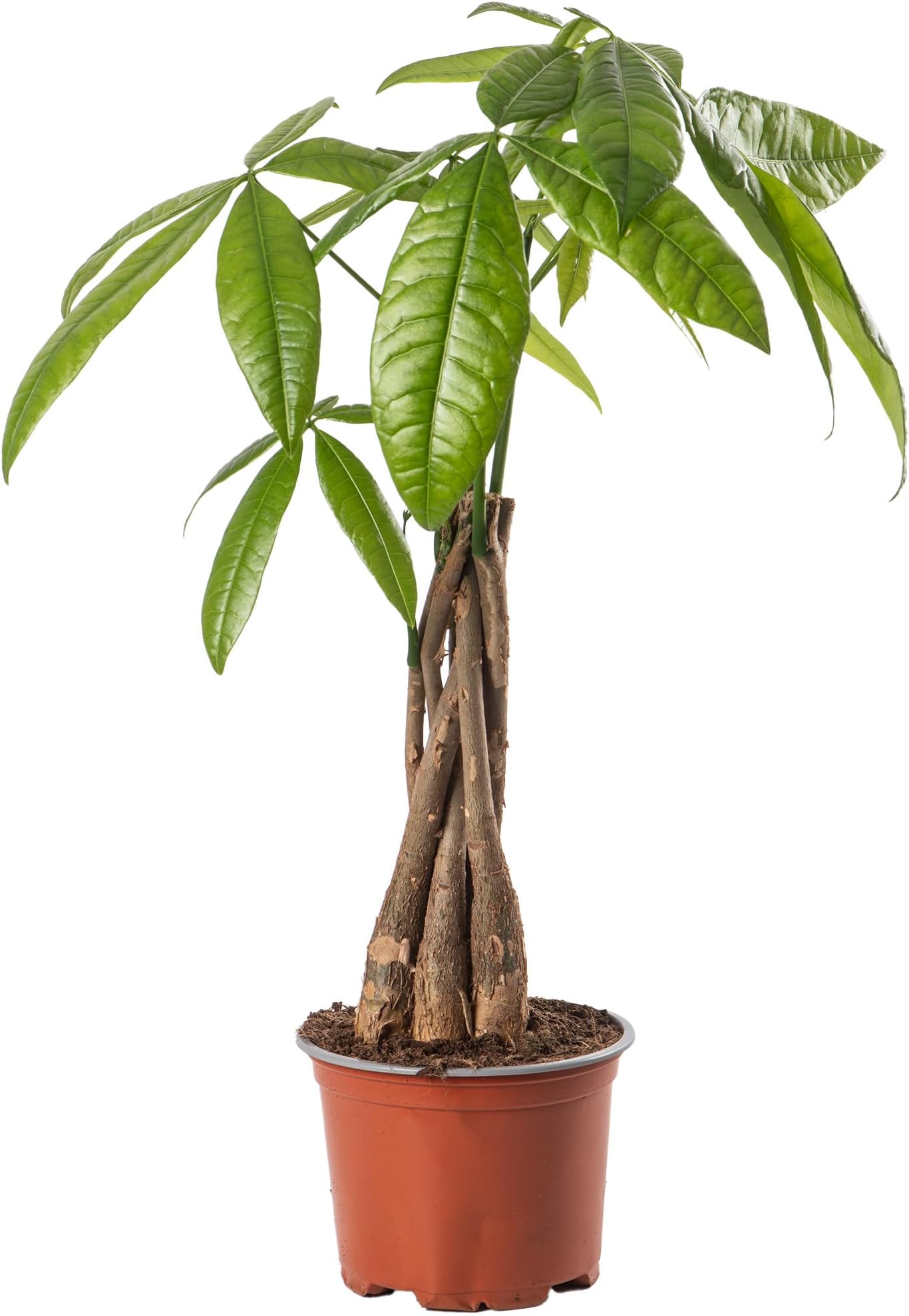 Pachira Aquatica Money Tree Evergreen Indoor House Plant for Home Office in Pot | Stunning Foliage, Real Plants (12cm Pot, 30-40cm)