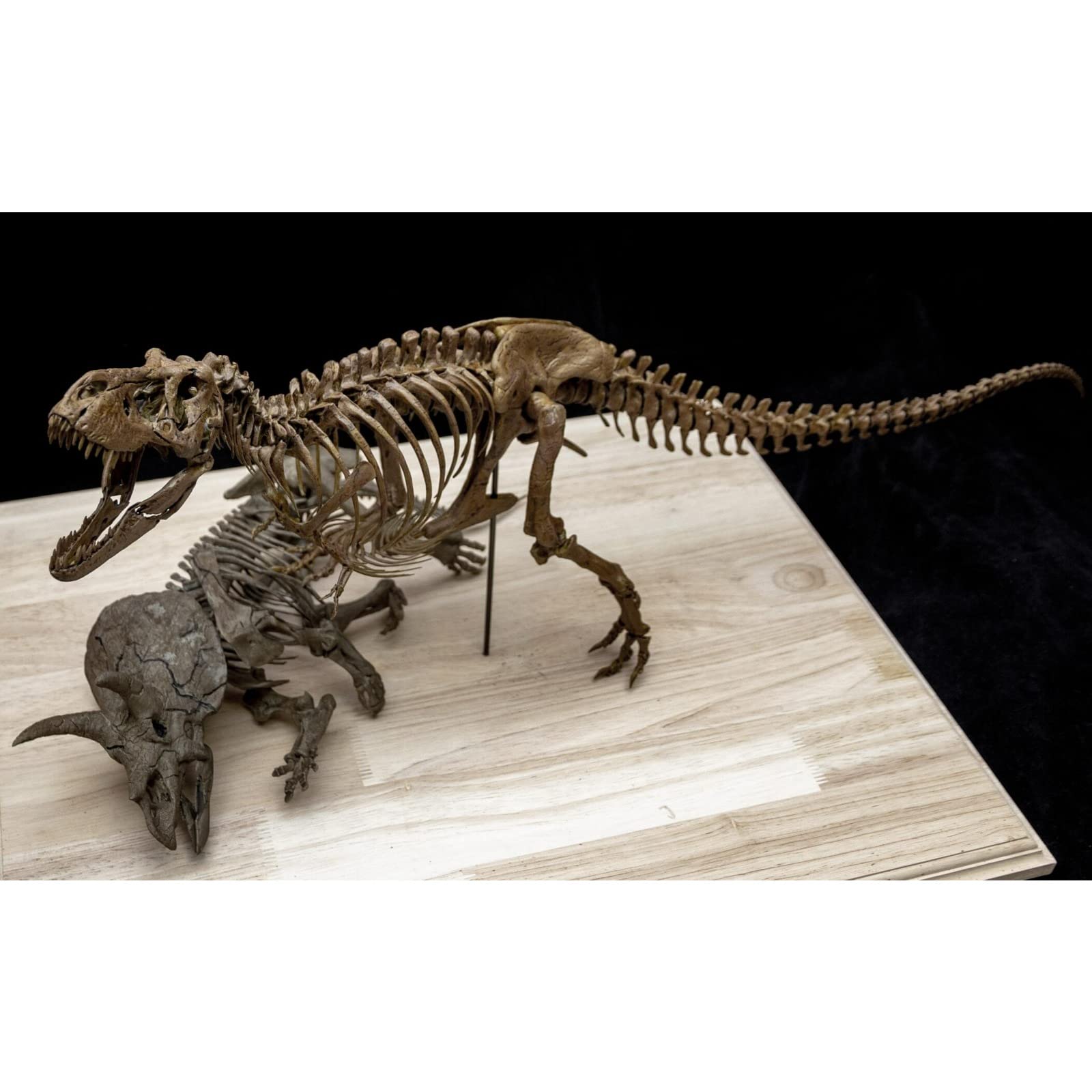 Amazon | VWUVWU 1/20 サイズ 1/35 サイズ ティラノサウルス