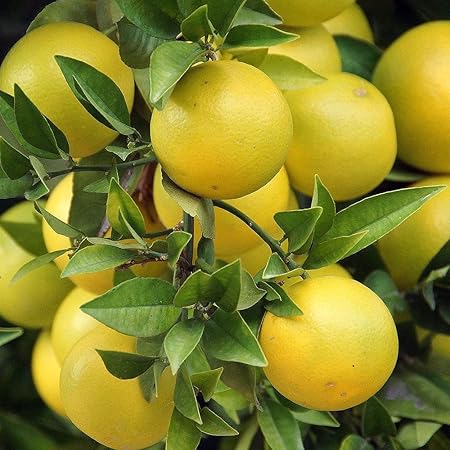 Amazon 柑橘類の苗木 グレープフルーツ 果物