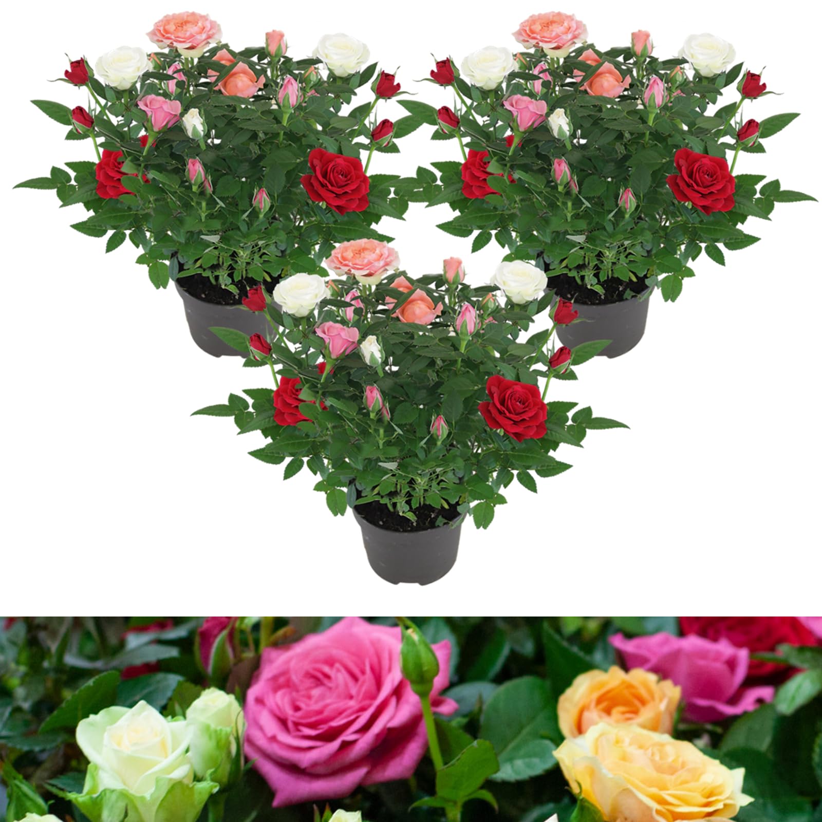 Carbeth Plants 3X Indoor Mini Potted Rose Plant Quattro Mix in 10.5cm Pot