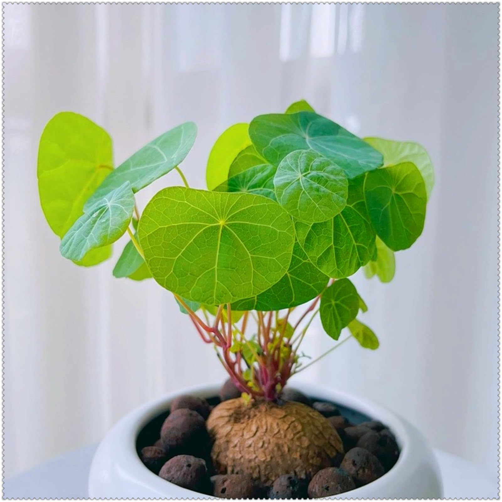 Stephania Plant for Planting UK,Stephania erecta Bulbs, Strong Plants That Grow Well,Excellent Display Indoor,Good for Containers,Greening Flower.-5Bulbs-greenJ