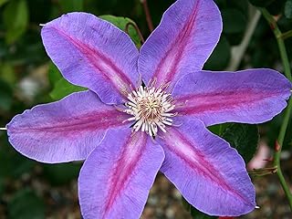 Barbara Jackman Clematis Vine - 5 Live Plants in 4 Inch Growers Pots - Clematis 'Barbara Jackman' - Starter Plants Ready for The Garden - Bold and Beautiful Purple Flowering Vine