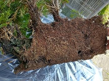 20年もの イワヒバ(イワ松) 元気が良いです 激安大特価 20年もの