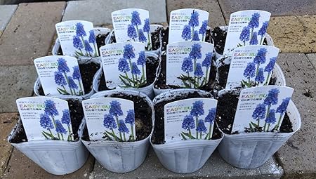 Amazon Co Jp きれいな青紫色の花 ムスカリ球根 芽出し苗おまかせmix 12個セット 寒さに強い おまかせ 園芸 ガーデニング 寄せ植え 鉢花 鉢植え 花言葉 寛大な愛 明るい未来 花 誕生日 記念日 プレゼント 贈り物 12個 Diy 工具 ガーデン Amazon Co Jp きれいな青紫色の花 ムスカリ球根 芽出し苗おまかせmix 12個セット 寒さに強い おまかせ 園芸 ガーデニング 寄せ植え 鉢花 鉢植え 花言葉 寛大な愛 明るい未来 花 誕生日 記念日 プレゼント 贈り物 12個 Diy 工具 ガーデン
