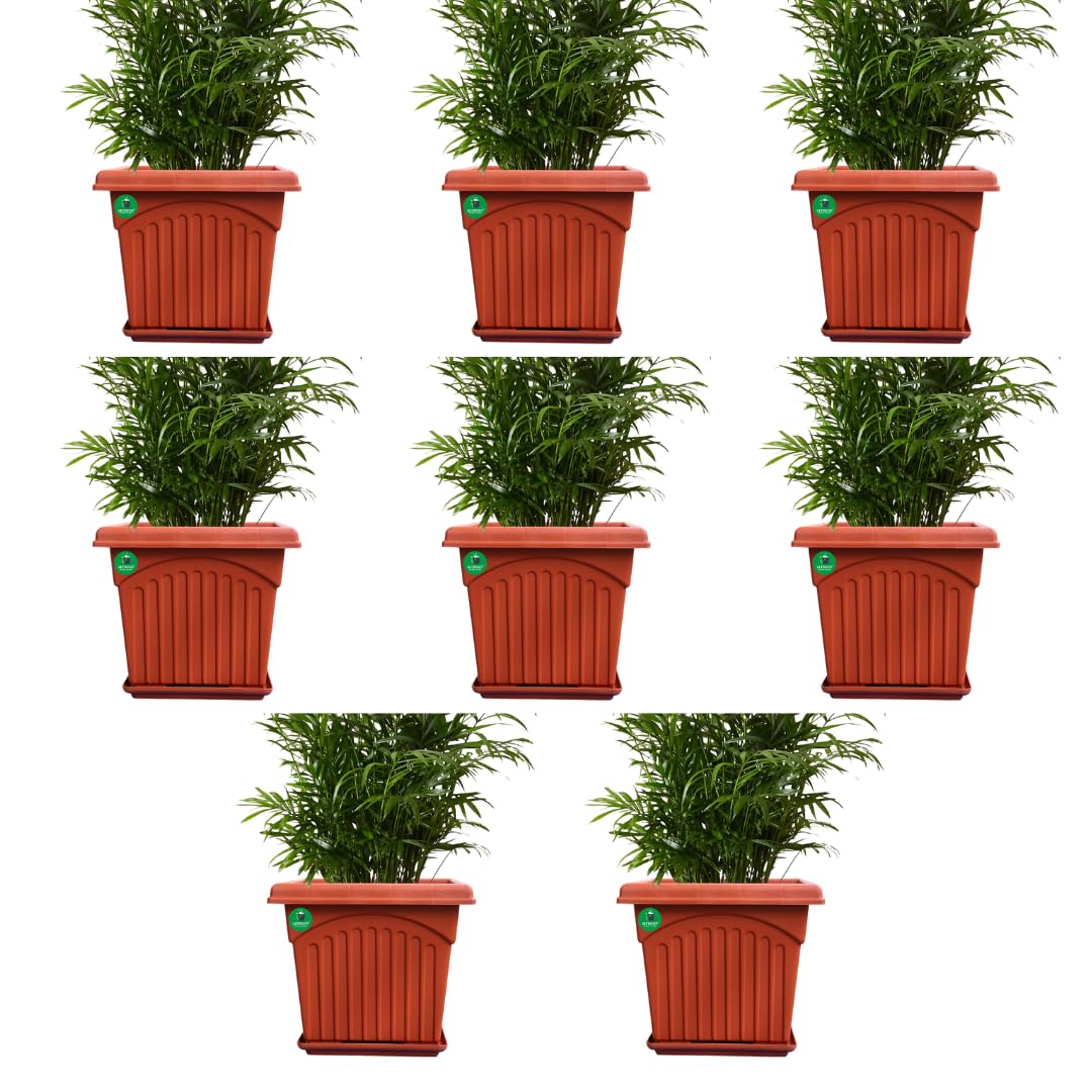 See full amazon price history chart for ALTRUIST UV Treated Square Plastic Planter with Tray (12 inches) - Brown Color Pack of 8 ALTRUIST UV Treated Square Plastic Planter with Tray (12 inches) - Brown Color Pack of 8 (B09PG7N4N1) Amazon Price History, Amazon Price Tracker