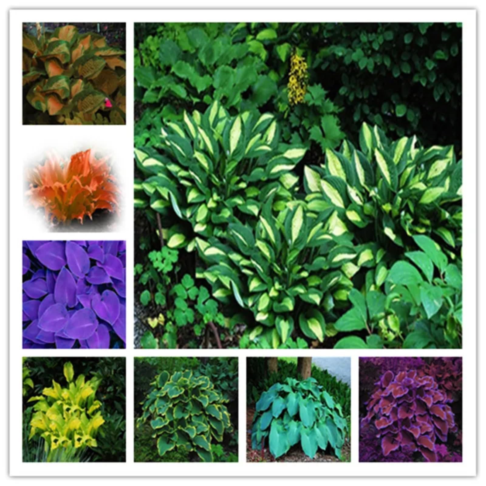 Hostas Bulbs for Planting UK Strong Plants That Grow Well Golden Jade Carving Feels Beautiful Now Mixed Garden Crop for Planting Now Greening Flower Cut Flowers Flowering Rhizome-8Bulbs-greenG