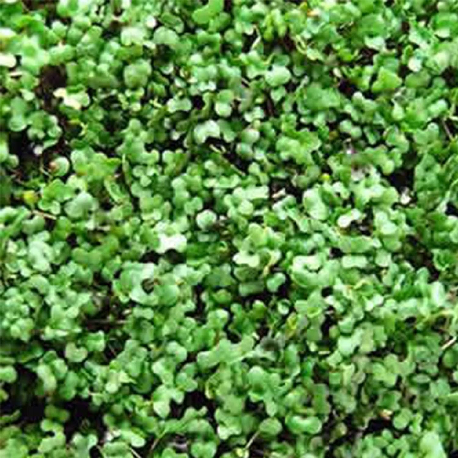 Bulk Salad Mix Microgreens Seeds – 1 LB – Non-GMO Blend of Broccoli, Kale, Kohlrabi, Cabbage & Arugula – High-Germination for Indoor Micro Greens, Hydroponic Growing & Home Gardening
