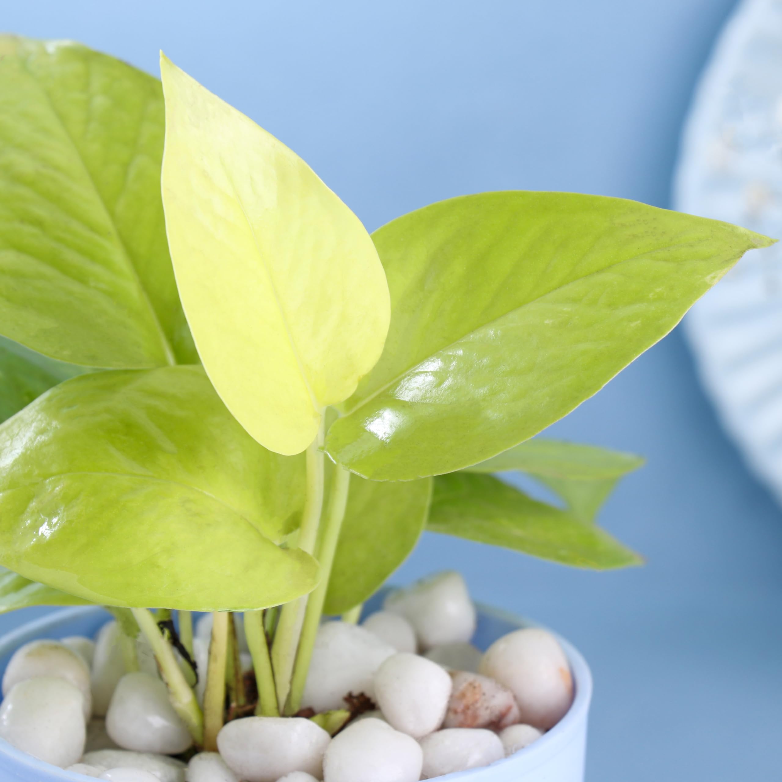 FlowerAura Air Purify Live Indoor Lucky Golden Money Plant In Blue Self Watering Pot For Living Room, Balcony, Home/Office Decor | Premium Gifting | Improving Air Quality | Reducing Stress 3