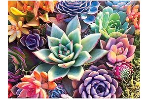 Eniref Paint by Numbers for Adults - Succulent Plants