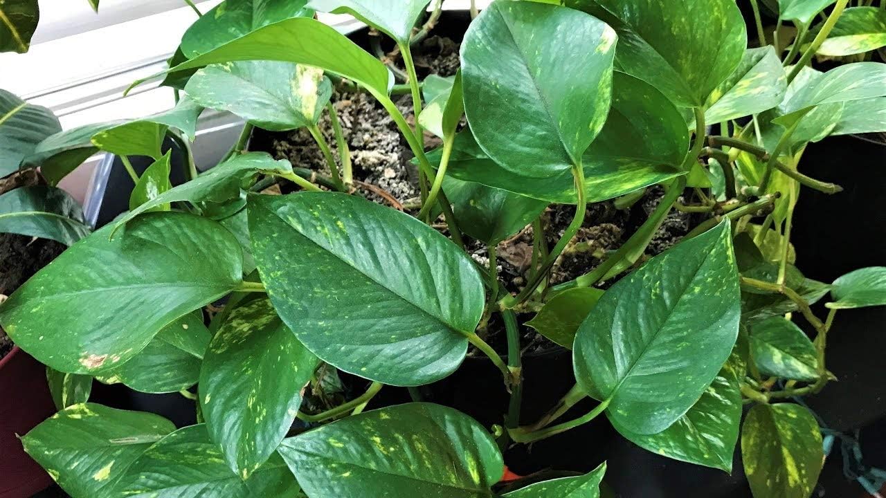 Devil's Ivy Pothos Plant - Live Plant in a 6 Inch Pot - Epipremnum Aureum - Beautiful Easy to Grow Air Purifying Indoor Plant