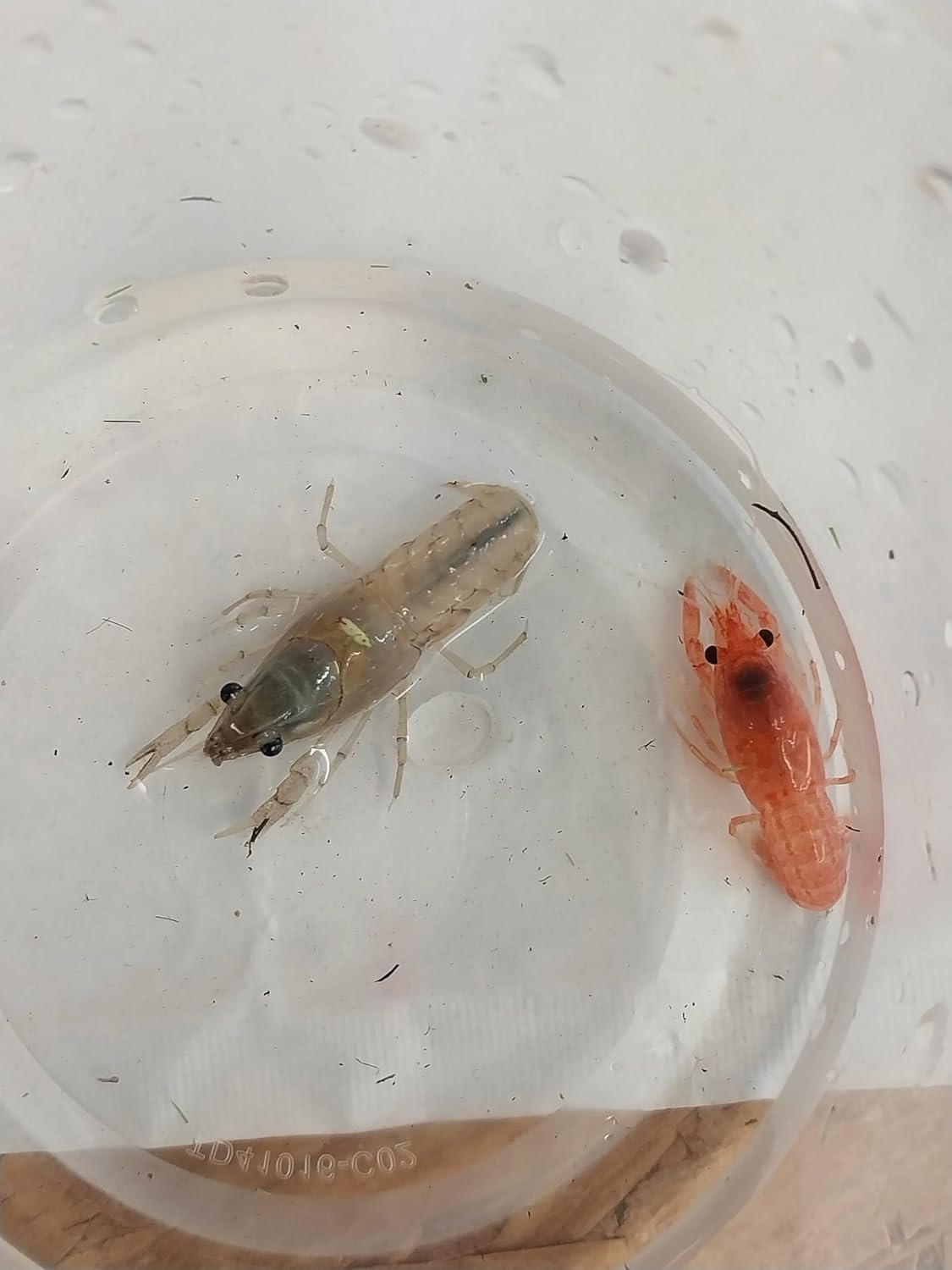 Live Freshwater 1 Pink and 1 White Crayfish Set We can not Ship to Wisconsin, California, Ohio, Minnesota, and Michigan. Size 1 inch to 4 inch. All Juvenille