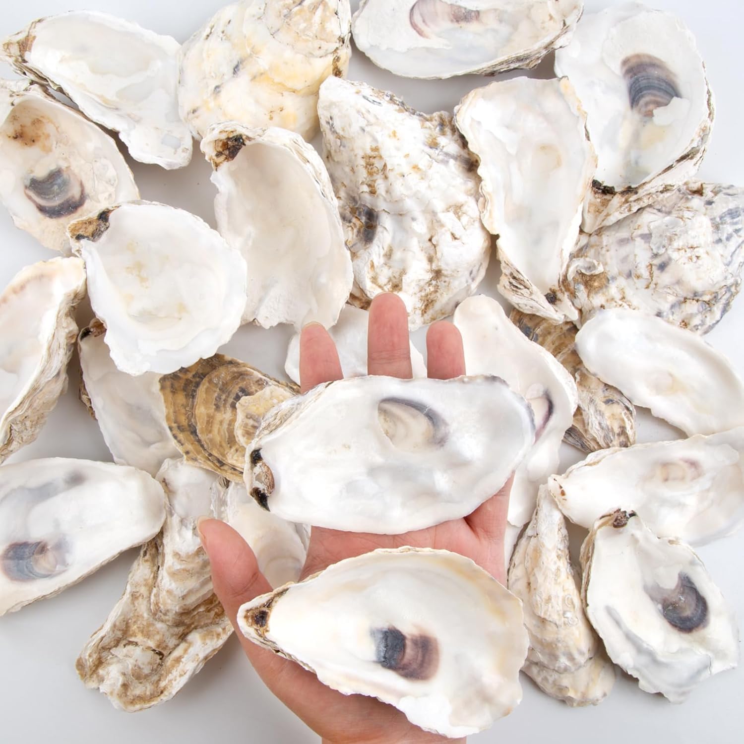 QEQEKAKA 30PCS Oyster Shells Flat & Concave 4"-5" Large Oyster Shells for Crafts Natural Oyster Shells Bulk, for Home Vase Filler, Xmas Ornaments, DIY Arts and Crafts Sea Shells