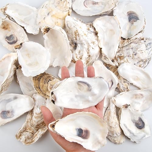 Miniatura 5 de QEQEKAKA 30 conchas de ostras planas y cóncavas de 4 a 5 pulgadas, grandes conchas de ostras para manualidades, conchas de ostras naturales a