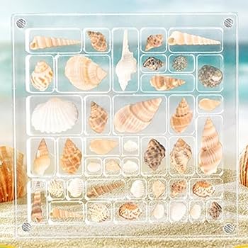 Amazon.co.jp: アクリル貝殻ディスプレイボックス、貝殻収納ボックス