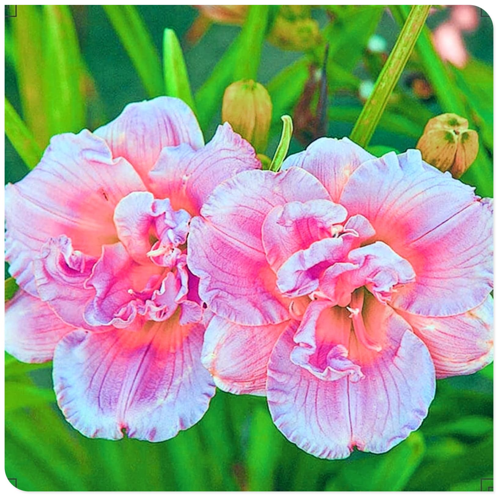 Daylily/Crop for Planting Now UK/Strong Plants That Grow Well/Mix Golden Jade Carving Feels -10bulbs-I