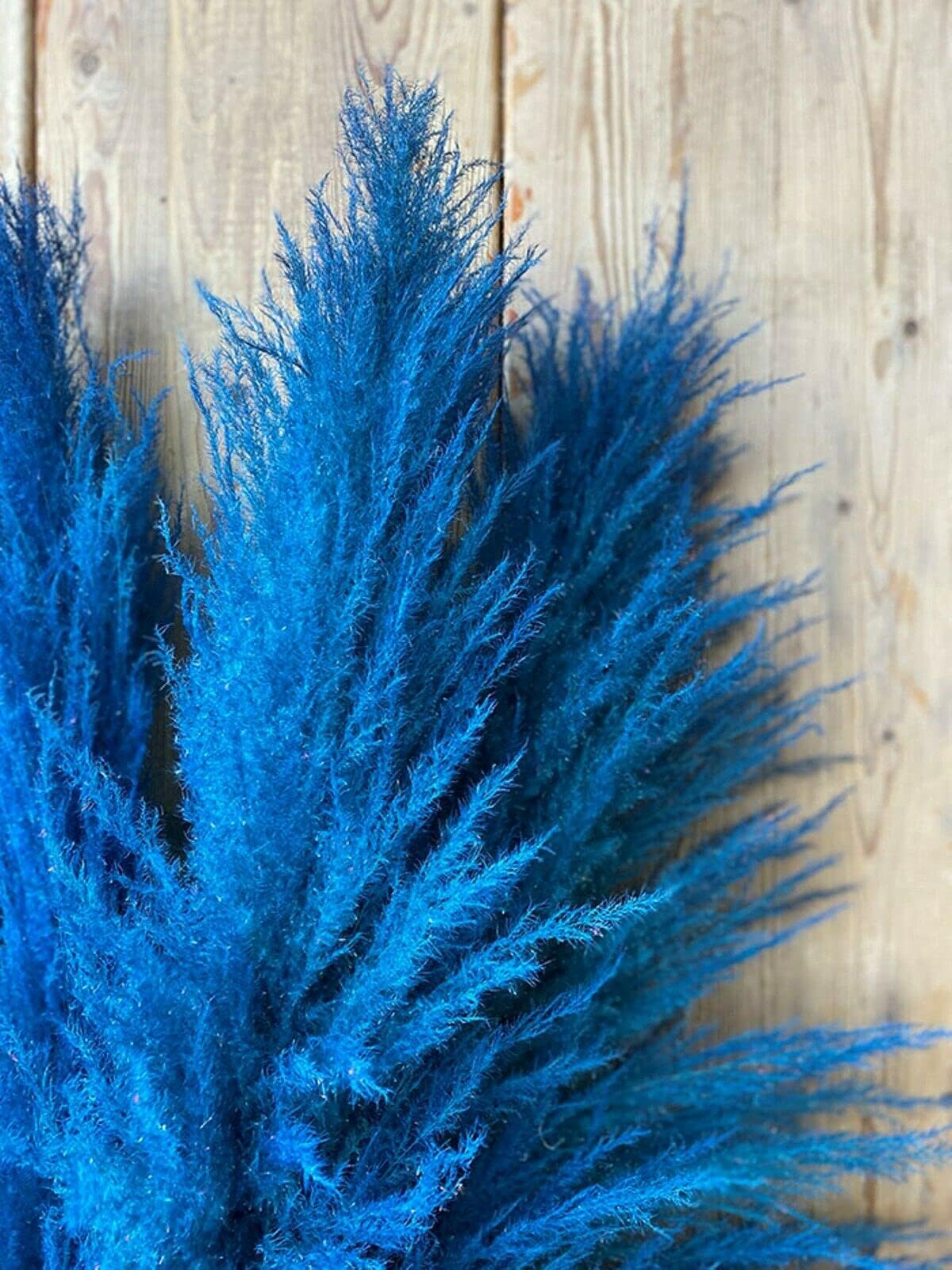 Srushti Traders True Blue Pampas Grass Seeds