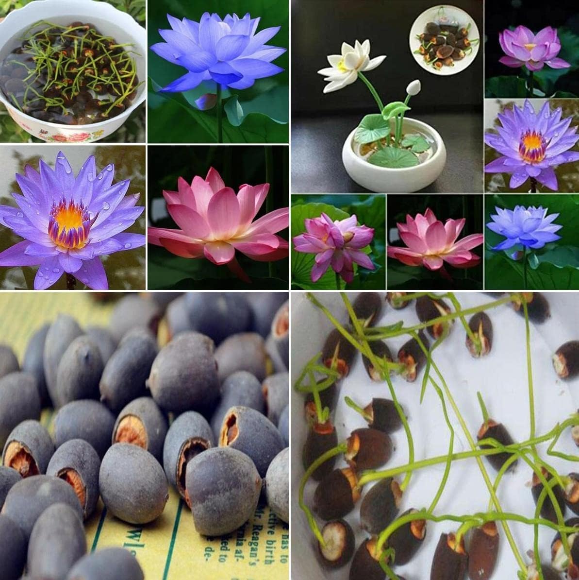 20 Seeds- Mix Bowl Lotus Flower Seeds For Planting-Grow In All Seasons-Excellent Germination Rate (B0CHWM5XWH) Amazon Price History, Amazon Price Tracker