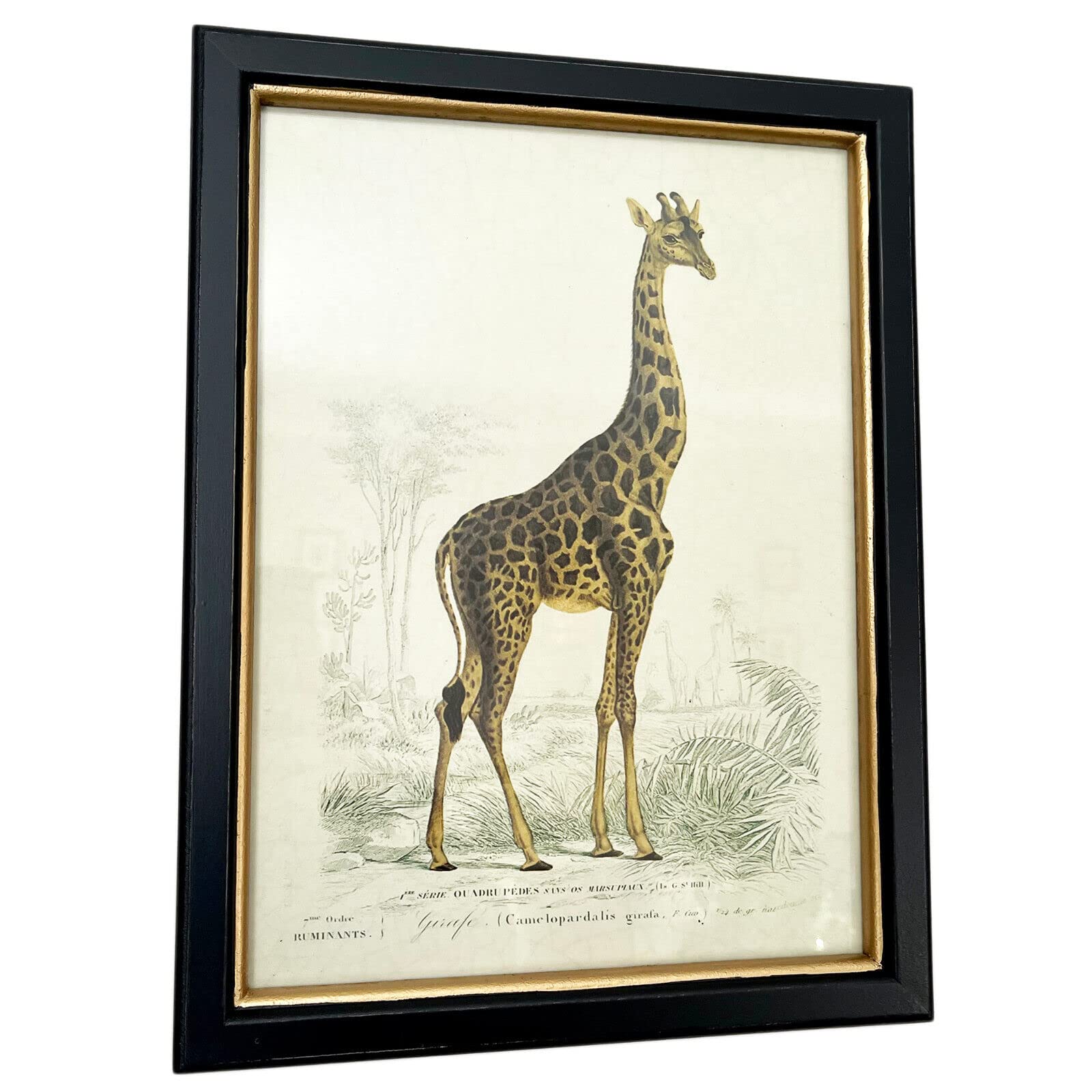 Darthome Zebra Elephant Giraffe Framed Wall Art Safari Animal Home Decorative Print Horizontal Artwork (Giraffe)