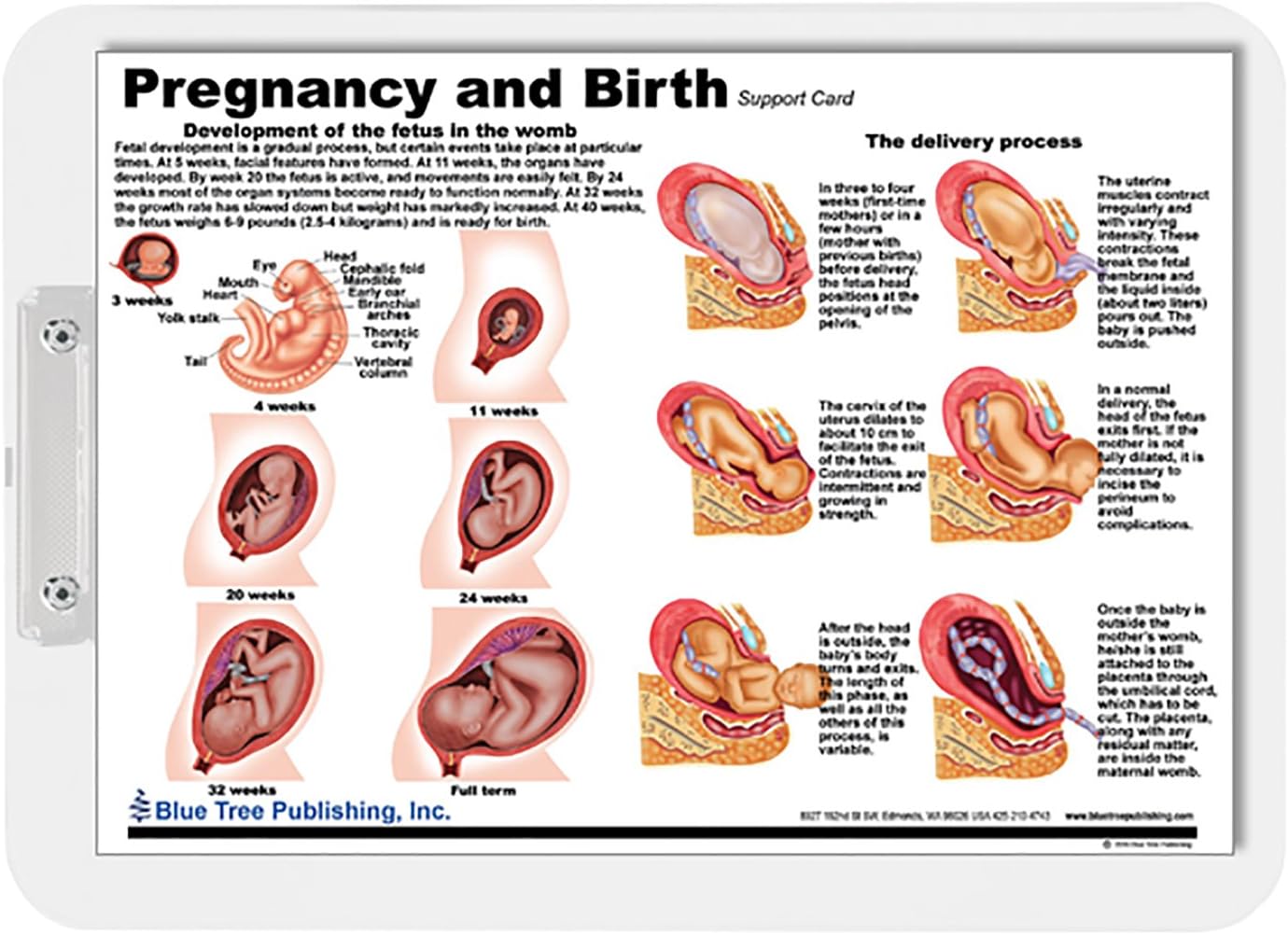 Pregnancy and Birth Dry Erase Clipboard Two Sided for Obstetrician/Gynecologist (OB/GYN) or a Nurse-Midwife.