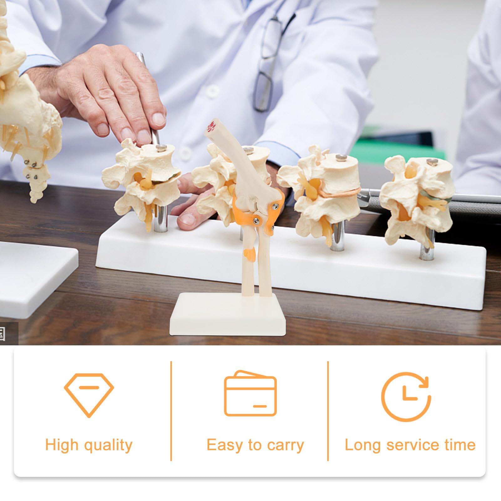 SHINEOFI Lebensgroßes Ellenbogengelenk Modell aus PVC für Anatomieunterricht und Klinische Schulung – 3D Skelettmodell mit Stativ