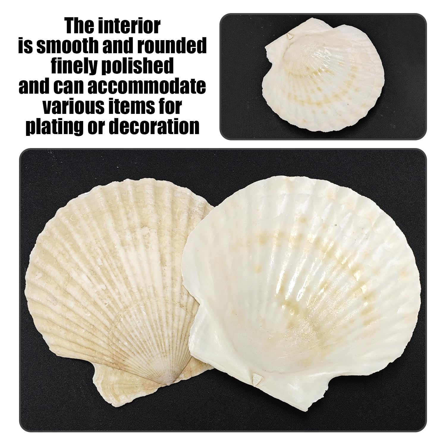 16 Pezzi di Conchiglie E 2 Pezzi di Pennelli, Decorazione di Conchiglie, Conchiglie per Artigianato, Conchiglie per Decorazione di Acquari, Materiali Artigianali Fai-da-Te sul Tema dell'Oceano