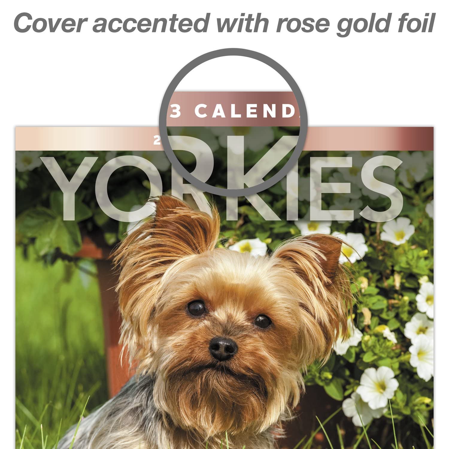 Are Yorkies Jealous Dogs