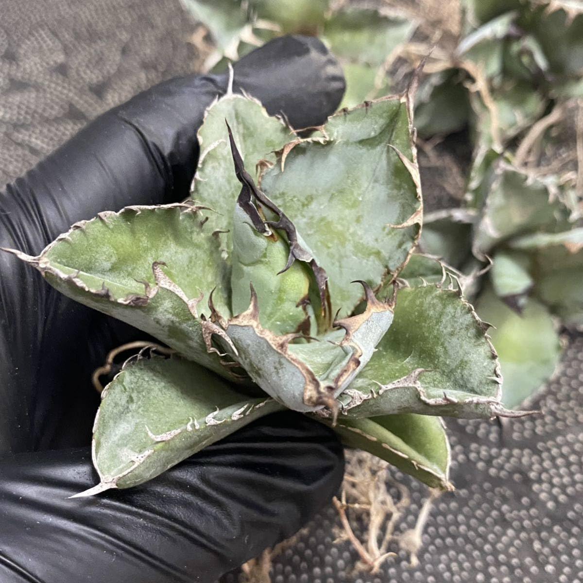 Amazon.co.jp: 多肉植物アガベ チタノタ ブラックアンドブルー Amazon.co.jp: 多肉植物アガベ チタノタ ブラックアンドブルー