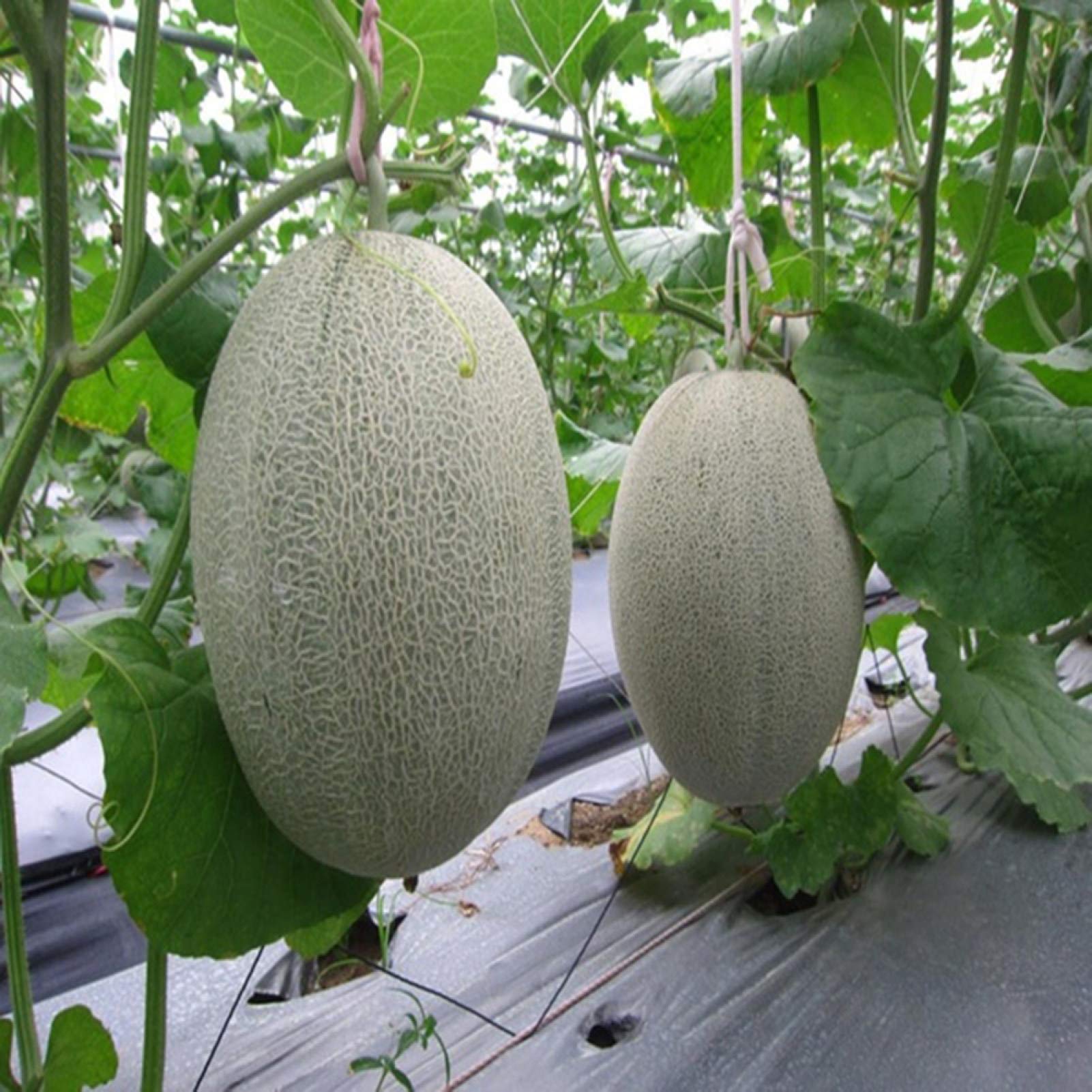 Fruit Seeds for Gardening 50Pcs Cantaloupe Seeds Delicious Sweet Summer Fruit Melon Garden Yard Farm Plant Cantaloupe Seeds