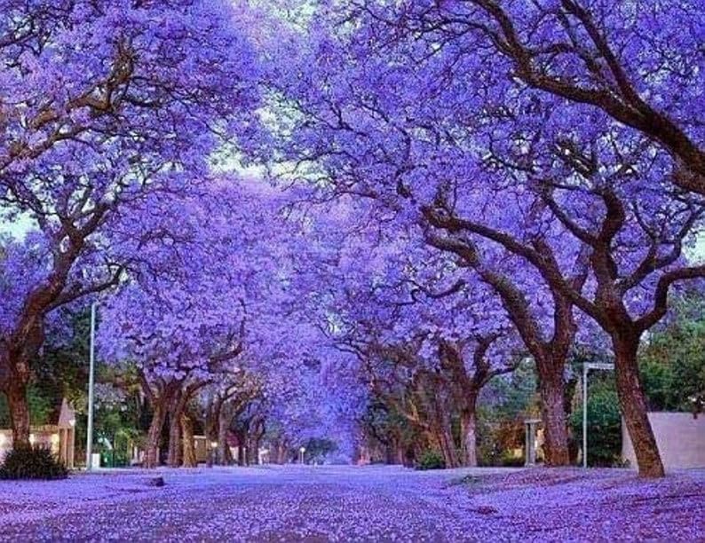 Paulownia Forstpflanzen Kaufen - Paulownia Baumschule Schröder
