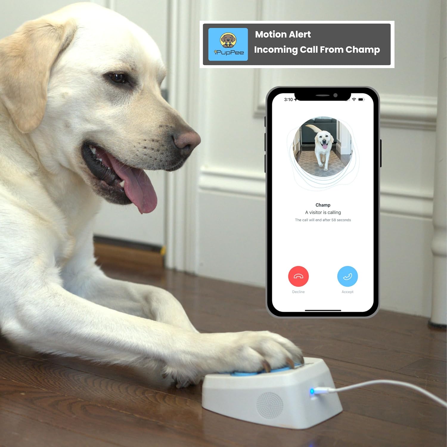 Dog Potty Training Talking Button & Service Dog Medical Alert System. Instant Notifications. 24/7 Live Camera. 2-Way Speaker. iOS & Android Compatible. No Subscription Needed.