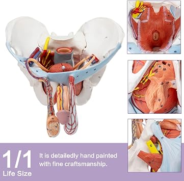 HADWYN 11 Part Life Size Male Pelvis Model with Removable Organs, Male Pelvic Floor Muscle Anatomical Model with Urinary and Reproductive System Magnetic Mounting for Teaching Learning Display
