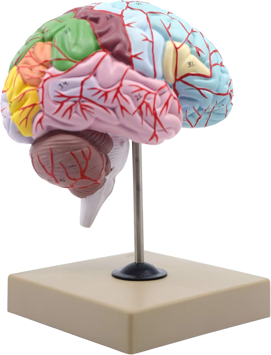 Human Half Brain Model - Life Size, Cross Section - Color Coded & Numbered with Key Card : Industrial & Scientific