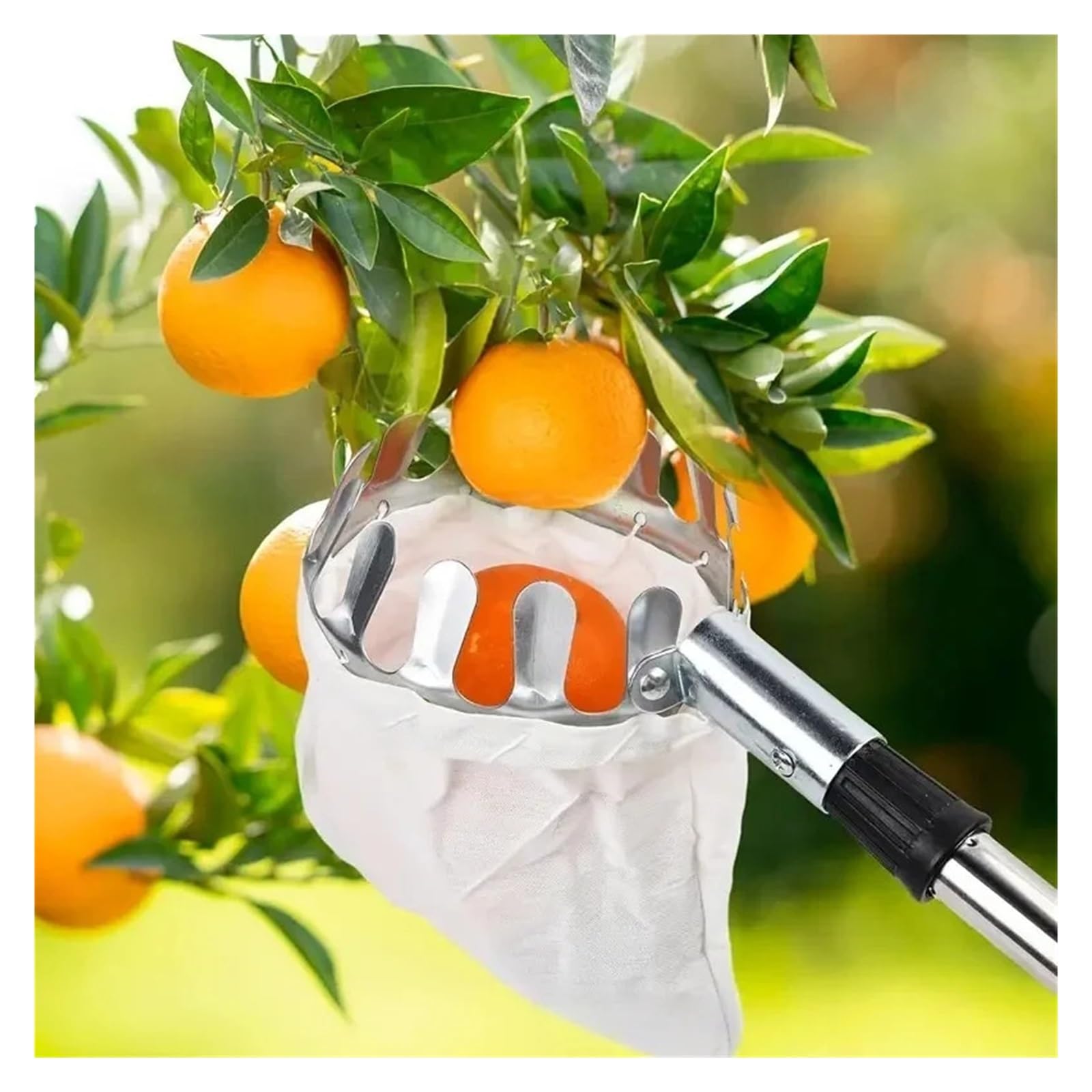 Recogedor De Frutas Recolector de frutas con varilla de empalme de acero inoxidable - Pértiga telescópica de 3,2/3,6/4 m for árboles altos, huertos, granjas y jardines(3.6m)