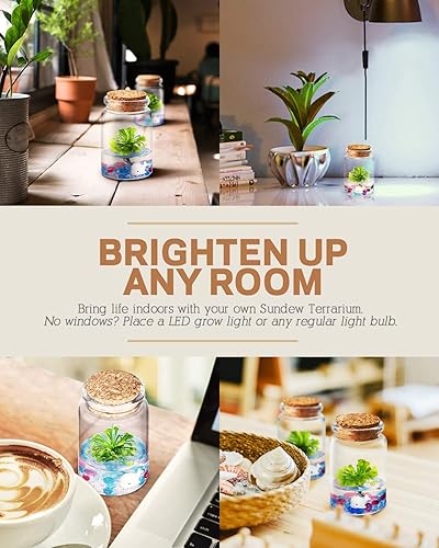 Miniatura 4 de Bloomify Sundew Terrarium - Espátula Drosera 100% autosostenible en tarro de vidrio sin mantenimiento con gel Terra único, crecimiento rápido y