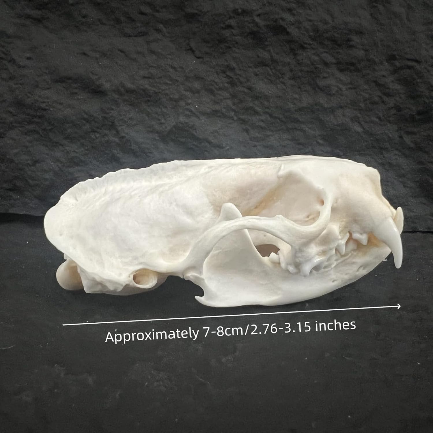 10 Pcs Real Mink Skull Specimen for Science Education, Natural Taxidermy Skull Collection, Laboratory Teaching Supply