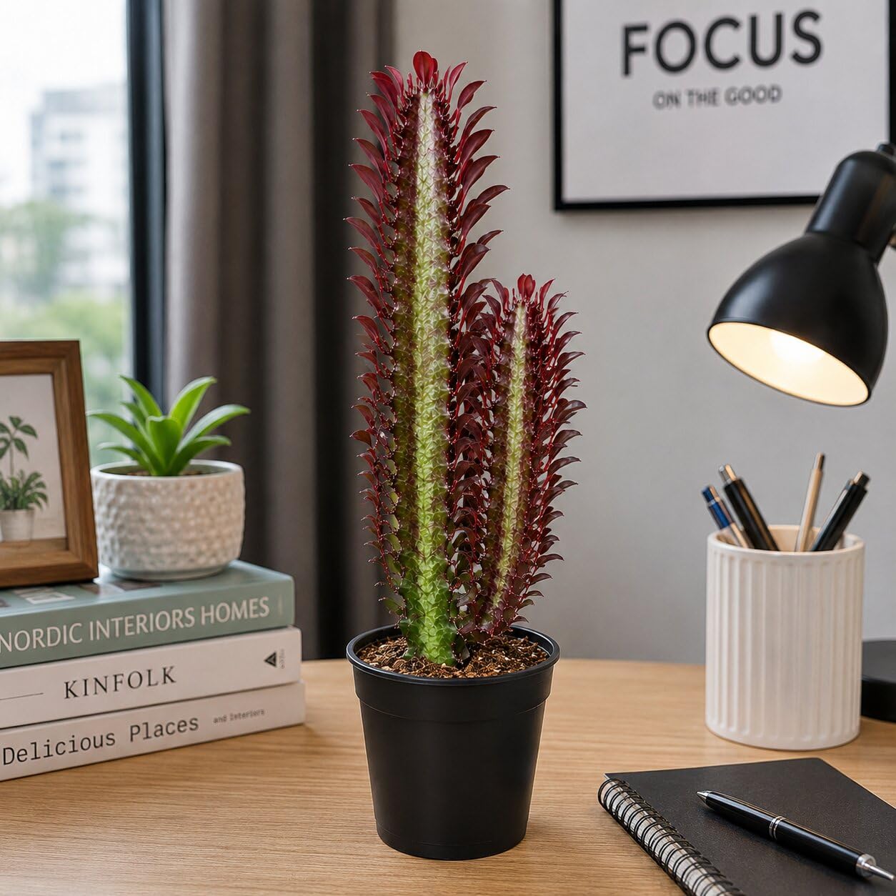 Euphorbia TRIGONA RUBRA African Milk Tree Rare Cactus Plant Exotic Succulent (Pack of 1 Live Plant With Pot)-image-9