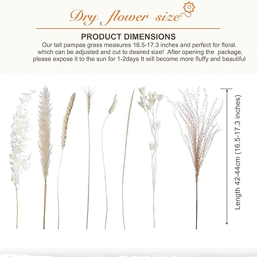 Miniatura 3 de Decoración de hierba seca de las pampas, cola de conejo, flores secas de caña, 80 unidades, decoración de flores de hierba de las pampas para boda,